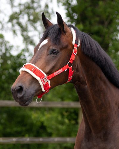 Kapicán QHP gurtni full fekete