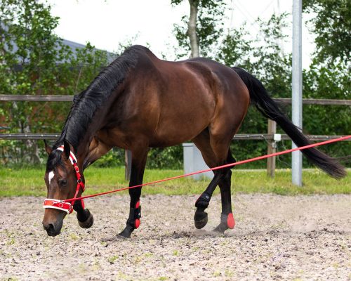 Kapicán QHP gurtni full fekete