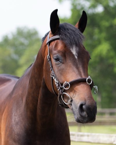 Cavesson QHP leather black pony