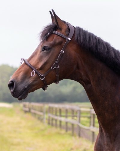 Cavesson QHP leather black pony