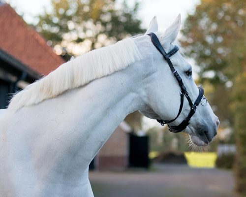 Cavesson QHP leather black cob