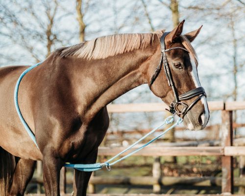 Lunging rope QHP simple XL black