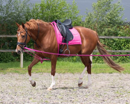 Lunging rope QHP simple XL black