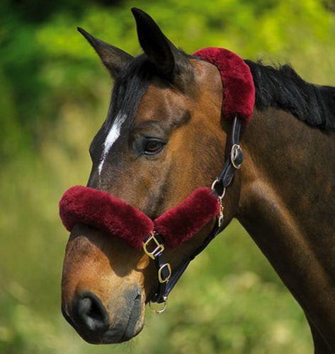Sheepskin set for halter C.S.O. dark blue