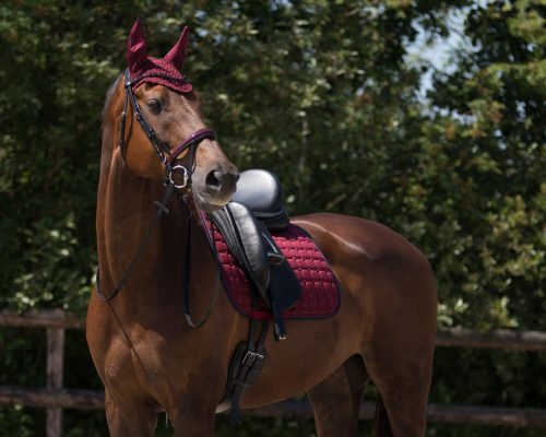 Saddle pad QHP Florence burgundy full