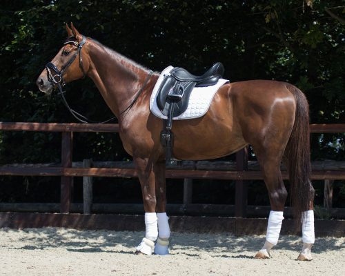 Saddle pad QHP Florence full pony