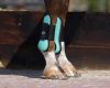 QHP Tendon Boots shetland turquoise