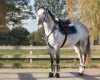 Boots tendon Ontario QHP cob burgundy