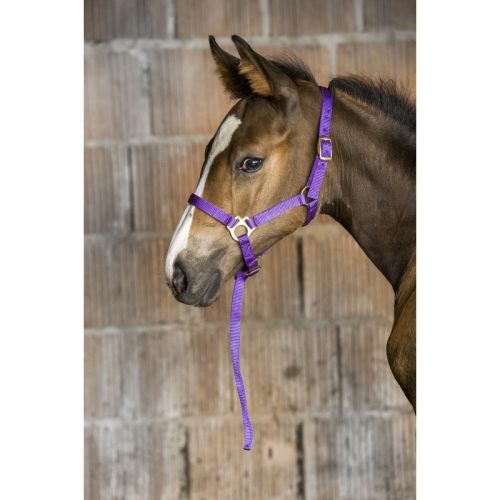 Halter Ekkia foal nylon red
