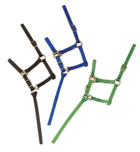 Halter Ekkia foal nylon light green