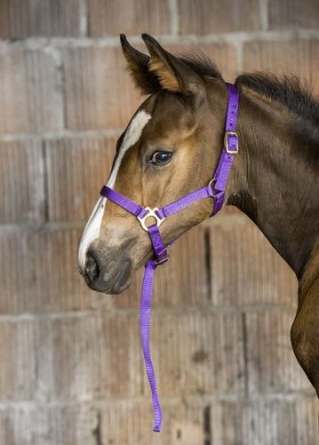 Halter Ekkia foal nylon pink
