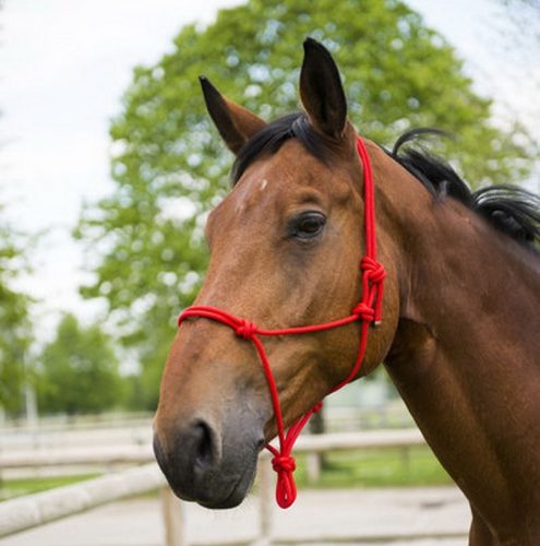 Rope halter Ekkia First knotted black
