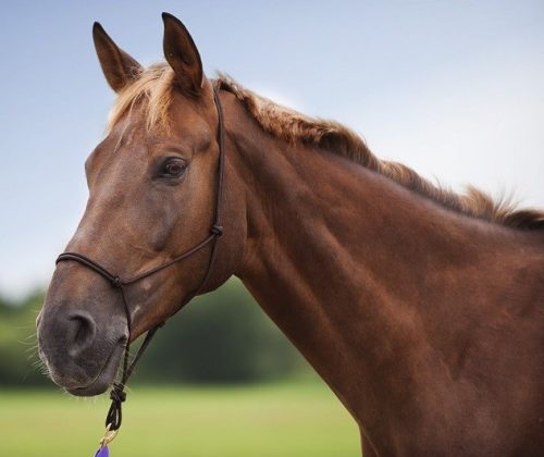 Kötőfék Norton Soft csomózott full sötétkék