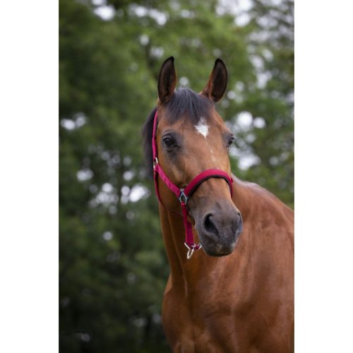 Halter Norton cob red