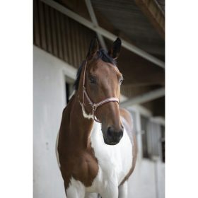 Headcollar Norton Tri pony brown/pink