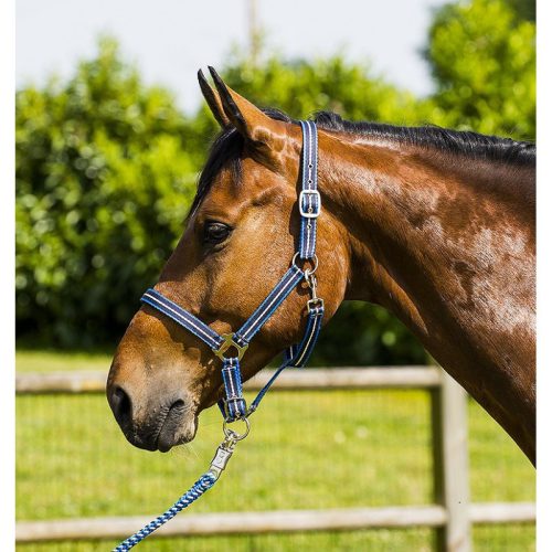 Kötőfék Norton Tri póni lila/fekete