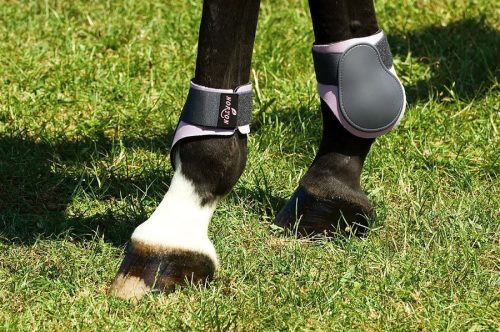 Fetlock boots Norton pony burgundy