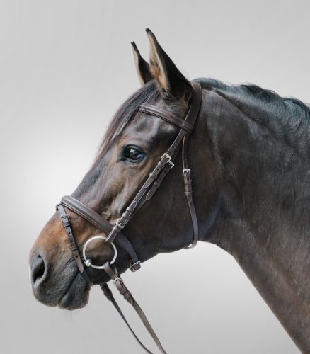 Bridle Star Lifestyle + web reins cob brown