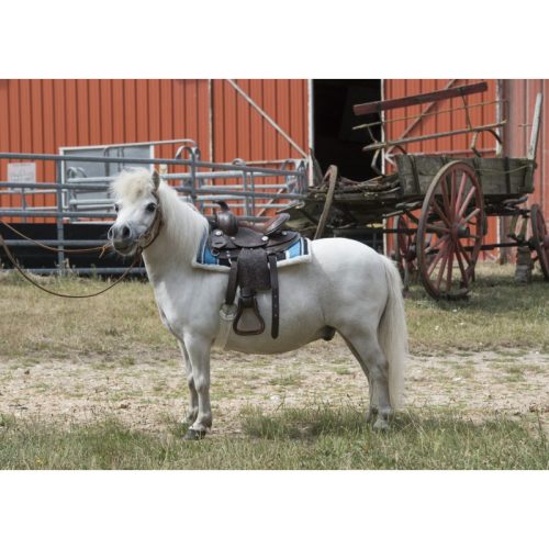 Saddle western Topeka Westride pony