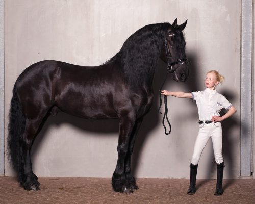 Breeches Pearl QHP 164 black