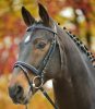 Bridle Star Diamond + reins pony black