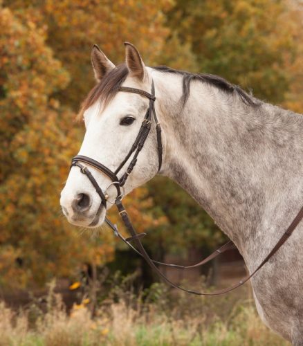 Kantár Star Diamond miniseti barna