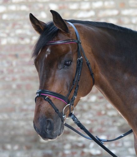 Bridle Star Diamond + reins pony fukszia