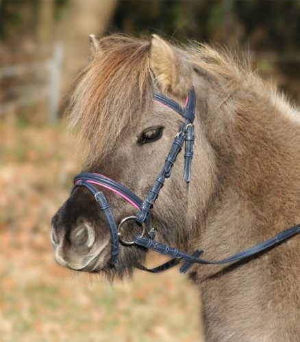 Bridle WH Unicorn minisheti blue/pink