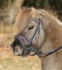 Bridle WH Unicorn shetland blue/pink