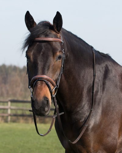 Bridle QHP Freya cob brown