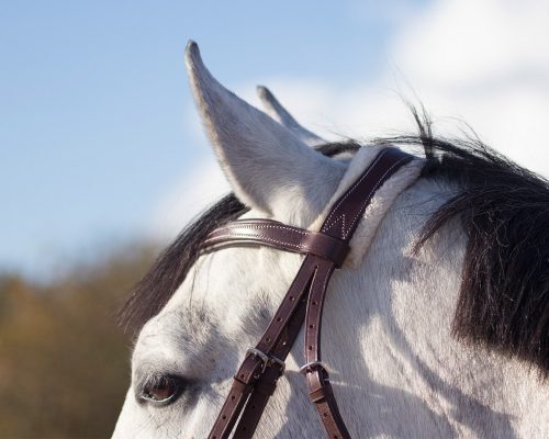 Bridle QHP Ontario full black
