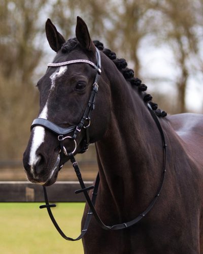 Bridle QHP Eris full black