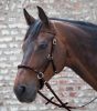 Bridle Walhausen Lindell cob brown