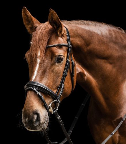 Kantár WH X-Line Favourite cob fekete