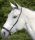 Noseband Waldy S-Line drop cob black