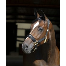 Halter Werano Back on Track pony black