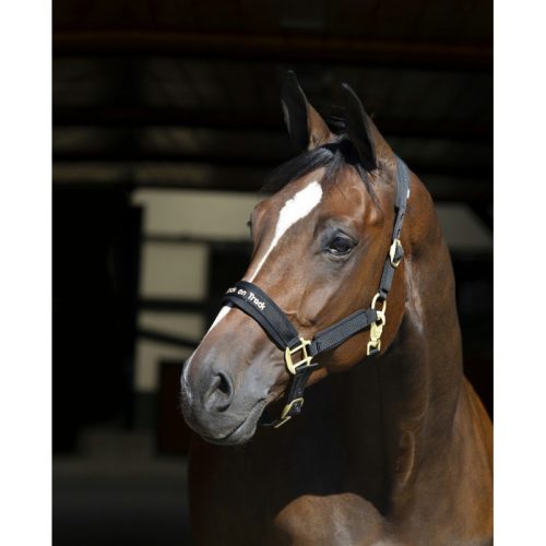 Halter Werano Back on Track cob blue