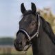 Halter Haze Back on Track cob grey