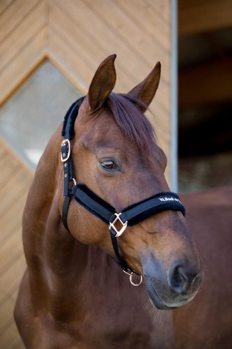 Kötőfék Back on Track Haze full fekete/rosegold