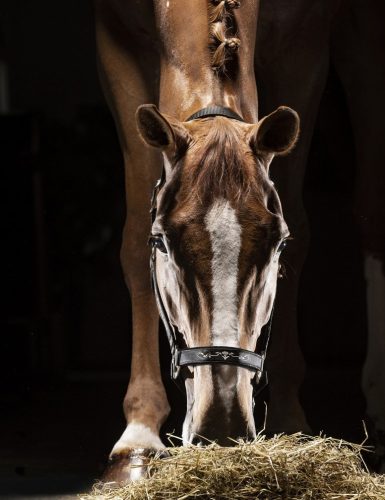 Kötőfék Equiline Timmy cob fekete