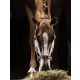 Halter Equiline Timmy cob brown