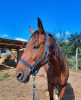 Halter fleece cob burgundy