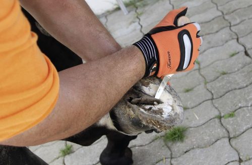 Hoof knife PROFI right-handed single-blade