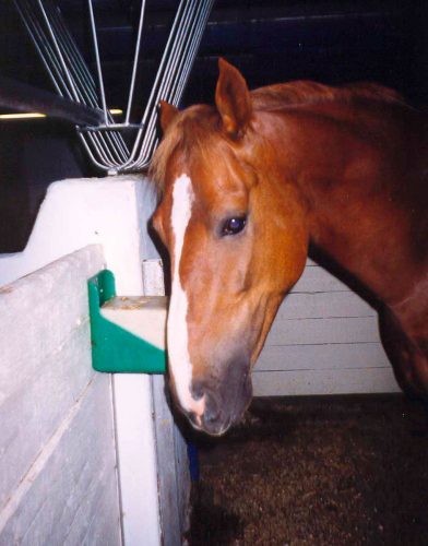 Salt block holder Ok  green