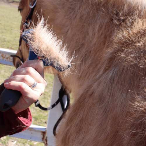 Horse care tips for Spring